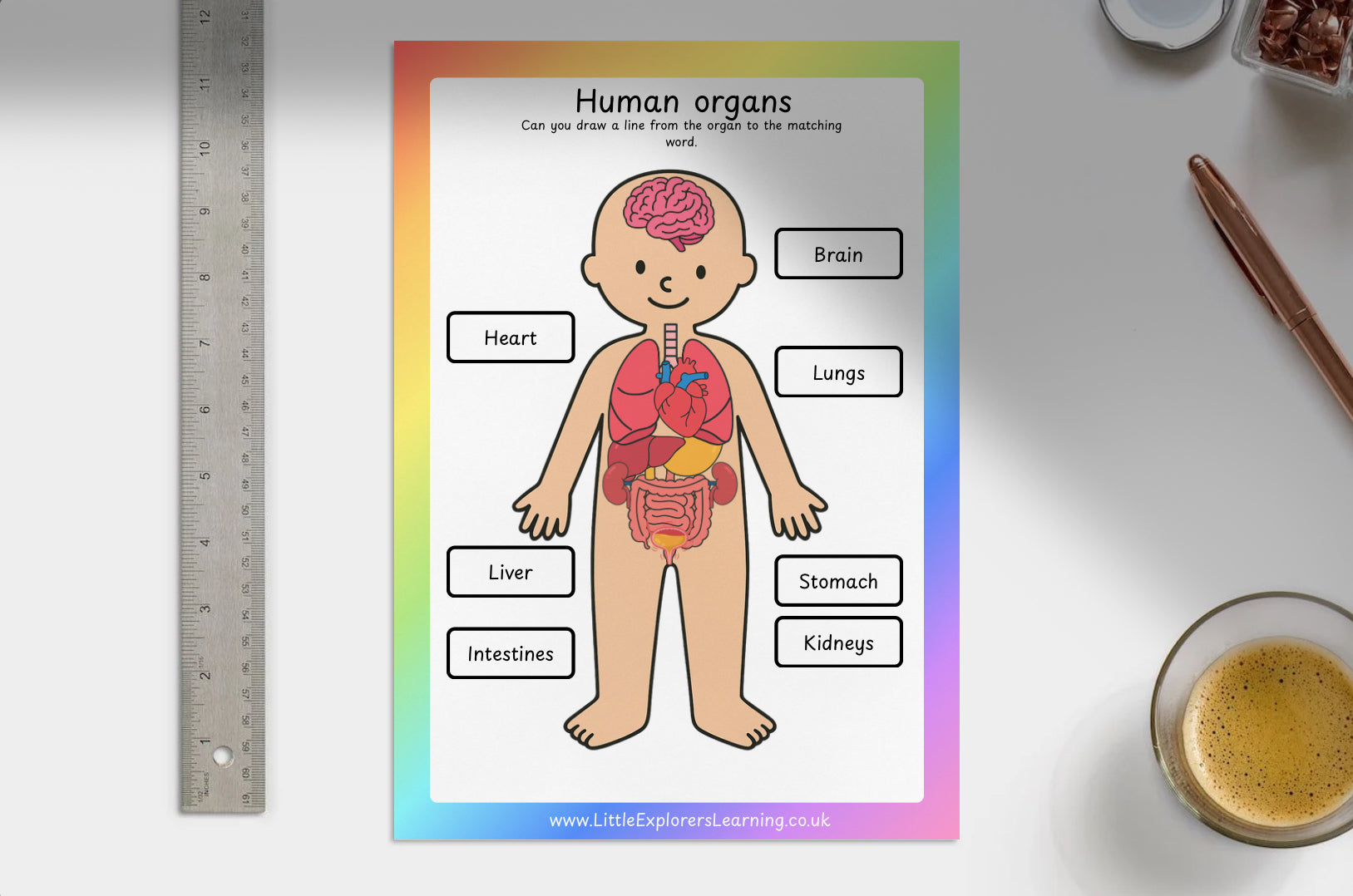 Human Organs Worksheet – Label the Organs Activity Sheet | Digital Download or Laminated Reusable Version
