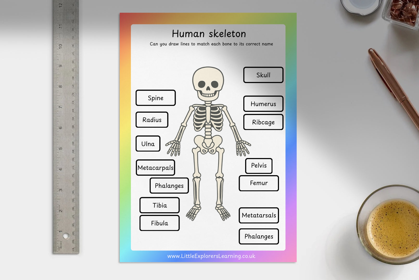 Human Skeleton Worksheet – Label the Bones Activity Sheet | Digital Download or Laminated Reusable Version